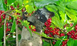 Chồn ăn cà phê tại trang trại Kiên Cường