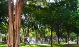 Nắng sớm mát rượi xuyên qua tán cây của đại ngàn giữa phố