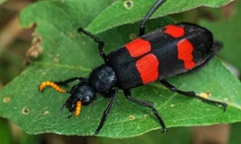 Bọ 3 sọc còn gọi là sâu đậu, bọ ban miêu