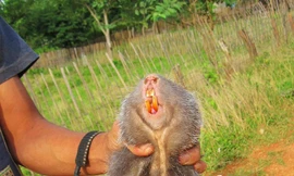 Trai làng hay đi bắt dúi (Ảnh M.T)