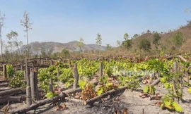 Rừng vẫn tiếp tục bị tàn phá tại Ea Súp