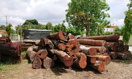 Gỗ lậu của Phượng “râu” tại Hạt kiểm lâm huyện Cư Jút