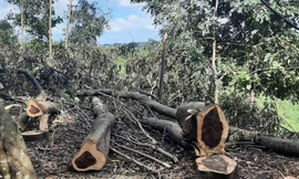 Nhiều cây gỗ muồng có đường kính từ 20 đến 40cm bị đốn hạ