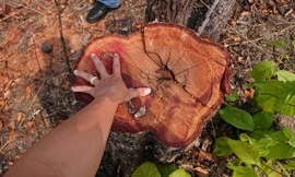 Nhiều cây gỗ có đường kính khoảng 40cm bị đốn hạ