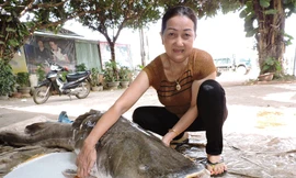 Cá lăng “khủng” có trọng lượng hơn 85 kg