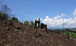 Phát hiện vụ tàn phá nghiêm trọng rừng đặc dụng gần trạm kiểm lâm