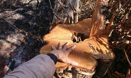 Nạn phá rừng để lấn chiếm đất "mặt tiền" dọc QL 28 