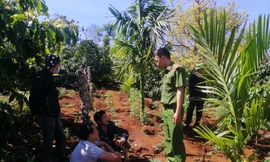 Hiện trường phát hiện hơn 1.500 cây cần sa trái phép