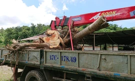 Cây cà te bị Hạt Kiểm lâm huyện Krông Bông cắt bỏ đi phần gốc khi chưa các minh