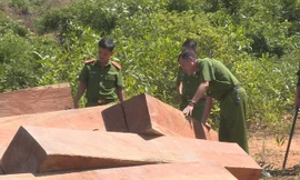 Hiện trường vụ phá rừng tại lâm phần của Công ty TNHH MTV Lâm nghiệp Ea Ka do Công an tỉnh Đắk Lắk phát hiện