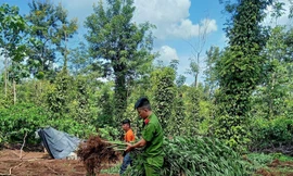 Nhiều cay cần sa được thu giữ tại hiện trường