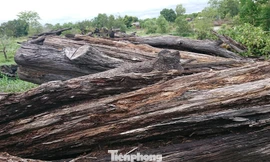 Tái sản công bị mục nát