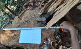 Hiện trường vụ hủy hoại rừng ở tiểu khu 1522