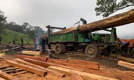 Những cây khổ lớn đã bị khai thác và xẻ hộp