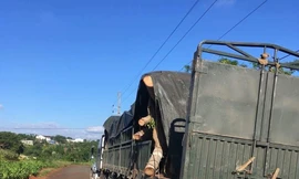 Chiếc xe đầu kéo chở cây đa khủng bị bắt giữ