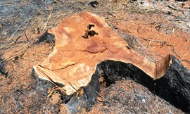 Gốc gỗ lớn vừa bị lâm tặc đốn hạ