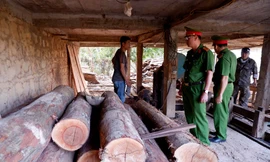 Số gỗ không có hóa đơn chứng từ bị công an phát hiện