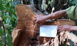 Cơ quan chức năng khám nghiệm hiện trường vụ hủy hoại rừng Tiểu khu 1522 thuộc lâm phần của Công ty TNHH Hoàn Ba