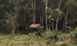 Voi rừng xuất hiện ở xã Ea Pô (ảnh cắt từ clip)