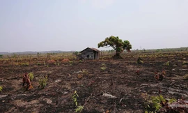 Diện tích rừng của Cty Cư Mlan bị lấn chiếm