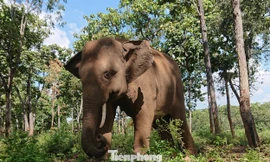 Một con voi rừng được chăm sóc ở Trung tâm bảo tồn voi Đắk Lắk