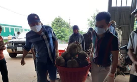 Thu mua sầu riêng ở huyện Krông Pắk