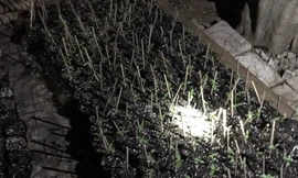 Hiện trường vụ phát hiện trồng gần 300 cây cần sa