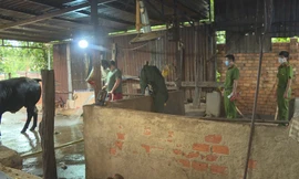 Công an phát hiện chủ lò mổ bơm nước để tăng trọng lượng cho bò trước khi giết mổ