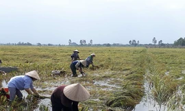 Hàng nghìn ha lúa ở Thái Bình, Nam Định bị gãy đổ, ngập nước do mưa lớn - Ảnh: Hoàng Long