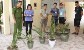 Các chậu lan quý bị trộm được công an thu hồi - Ảnh: Hoàng Long