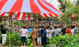 Ngày hội hoa lan Thái Bình quy tụ nhiều loài lan đẹp, hiếm. Ảnh: Hoàng Long