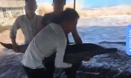 Các nhóm thanh niên chuyền tay nhau chú cá heo để vui đùa, chụp ảnh - Ảnh: Hoàng Long