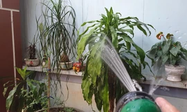 Đường điện hở truyền dẫn theo nước khi tưới cây khiến 2 vợ chồng tử vong - Ảnh: Hoàng Long