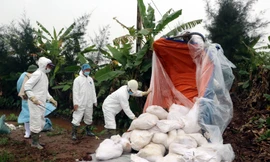 UBND xã Hải An khia khống số lượng lợn bị dịch tả để lấy, chia nhau hơn 486 triệu đồng tiền hỗ trợ - Ảnh: Hoàng Long