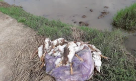 Vịt mắc cúm gia cầm H5N6 được phát hiện tại Thái Bình - Ảnh: Hoàng Long