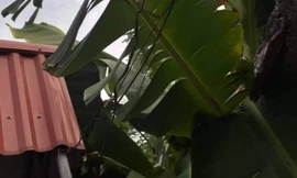 Đường dây điện được kéo từ nhà ông Thắng ra ruộng để lập bẫy chuột - Ảnh: Hoàng Long