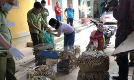 Lực lượng chức năng Lạng Sơn kiểm đếm số gia cầm giống vừa bắt giữ *ảnh: TL