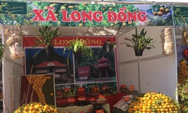 Quýt vàng Bắc Sơn trưng bày, giới thiệu tại Lễ hội .Ảnh: Duy Chiến