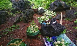 Thương lái Hà Nội lùng mua gom na Lạng Sơn giá cao 