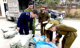 Các lực lượng chức năng huyện Chi Lăng (Lạng Sơn) kiểm đếm số nầm lợn nhập lậu .Ảnh: H. Cường 