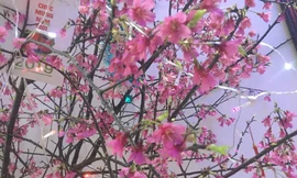 Rực rỡ đào Chuông xứ Lạng .Ảnh: Duy Chiến