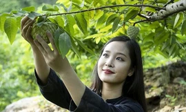 Quả na Hoàng Hậu hút khách với giá gần 100 nghìn đồng/quả - Ảnh: NT