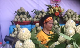 Lạng Sơn tính xuất khẩu na sang Trung Quốc