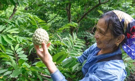 Chợ na đầu mối Đồng Bành (huyện Chi Lăng) lúc nào cũng sôi động, náo nhiệt .Ảnh: Duy Chiến
