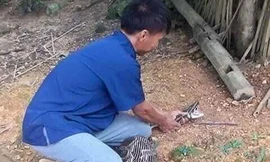 Lạng Sơn: Kinh hãi dê 15 kg bị trăn rừng nuốt trọn