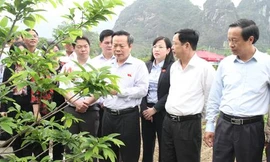 Phó chủ tịch Phùng Quốc Hiển (giữa) thăm mô hình na Chi Lăng *ảnh: TL