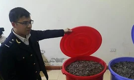 Lực lượng chức năng kiểm đếm số vẩy tê tê tạm giữ *ảnh: Duy Chiến