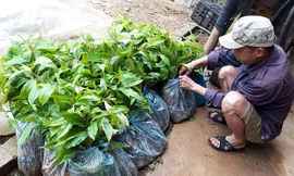 Nhiều hộ dân nghèo thấy giá cây giống quá cao đã từ chối nhận sự hỗ trợ của chính quyền huyện Bình Gia. Ảnh: Duy Chiến