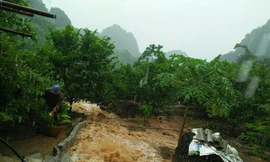 Người nông dân Chi Lăng (bìa trái) vẫn cặm cụi hái na trên núi - Ảnh: Thanh Bình 