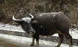 Trâu không kịp về chuồng dễ bị cảm lạnh .Ảnh: TL